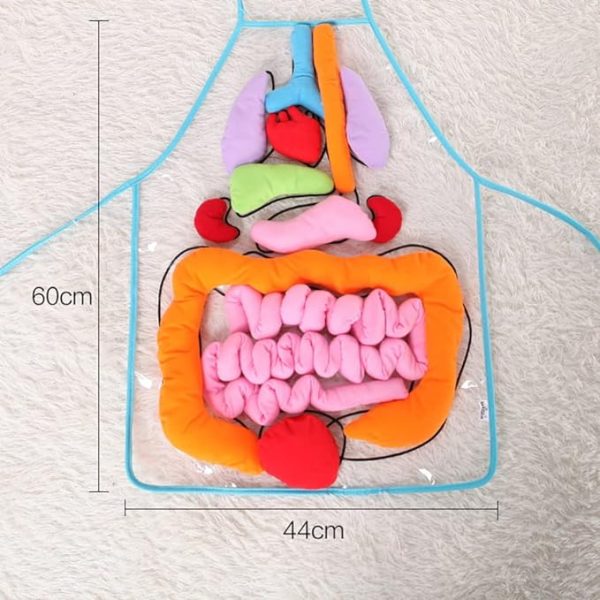 Body Organ Anatomy Learning Apron Science Teaching Tool