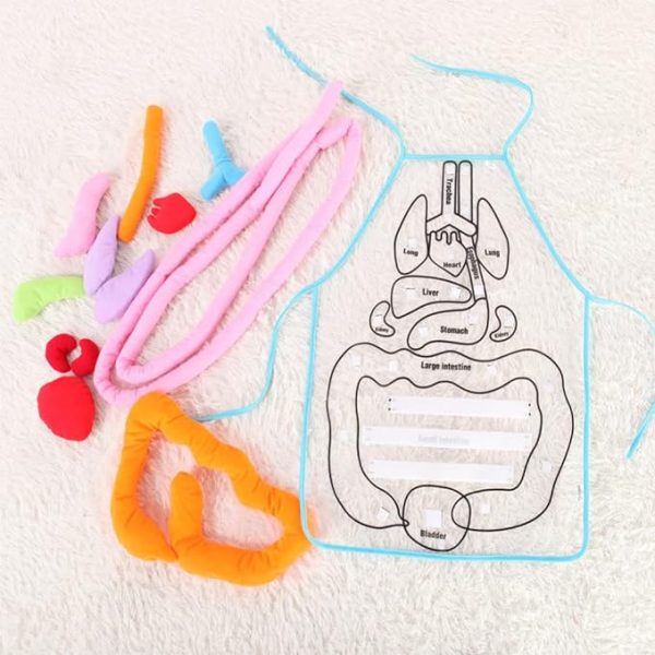 Body Organ Anatomy Learning Apron Science Teaching Tool