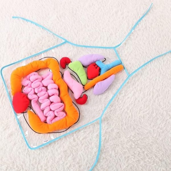 Body Organ Anatomy Learning Apron Science Teaching Tool